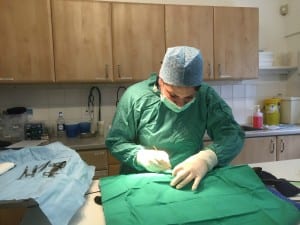 Mum as Vet doing Cat spay
