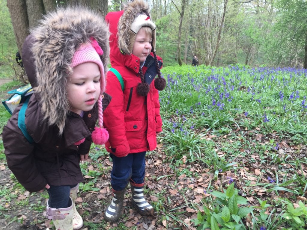 Bluebells