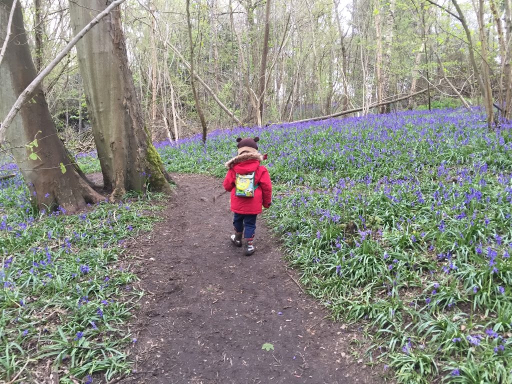 Bluebells