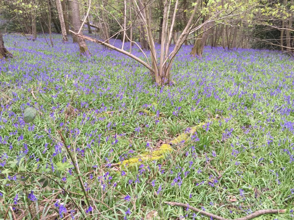 Bluebells