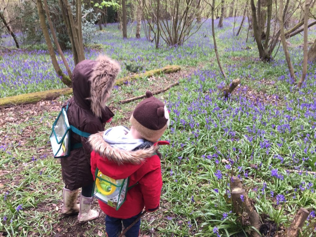 Bluebells