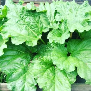 Rhubarb