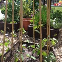 Get in Your Garden