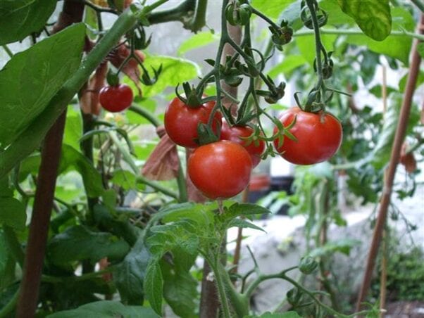 Tomato