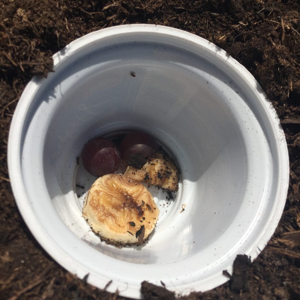 You can see a few fruit flies and ants.