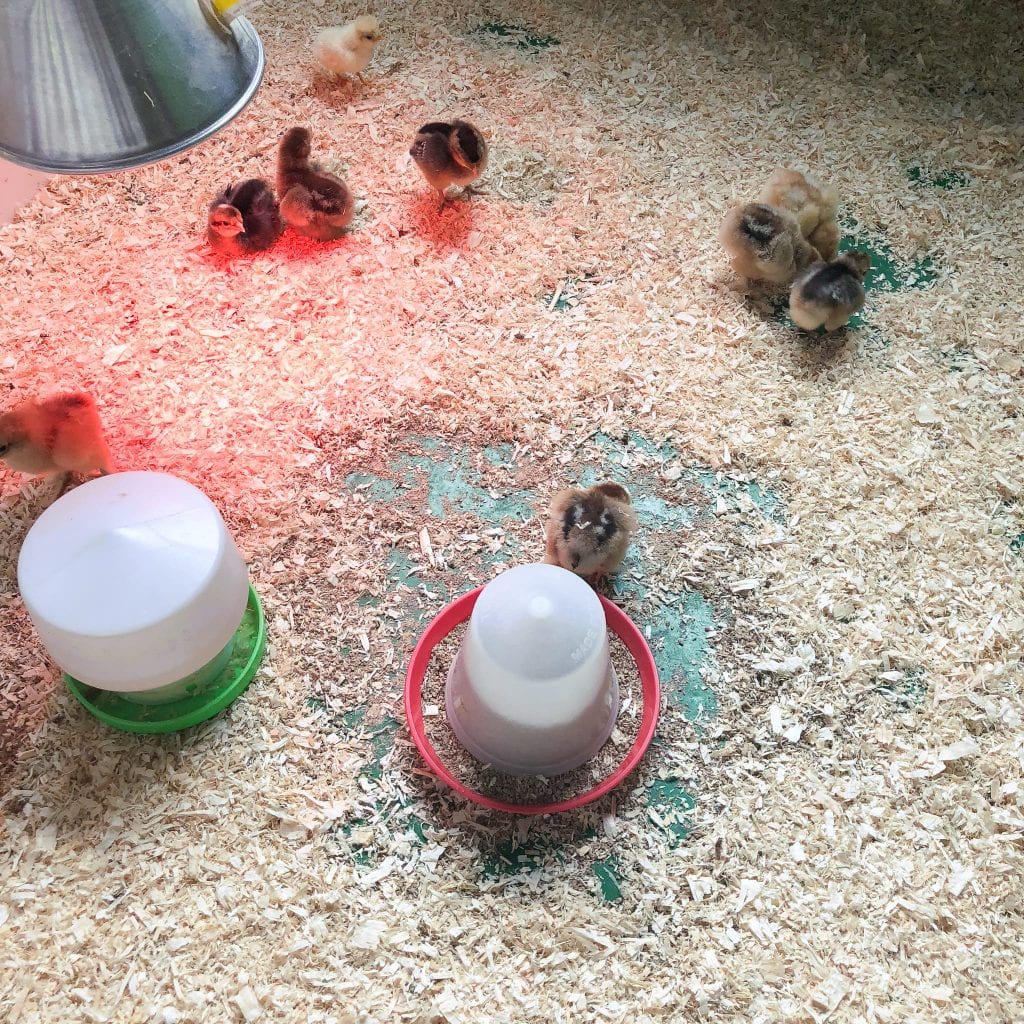 Baby chicks at the secret animal garden.