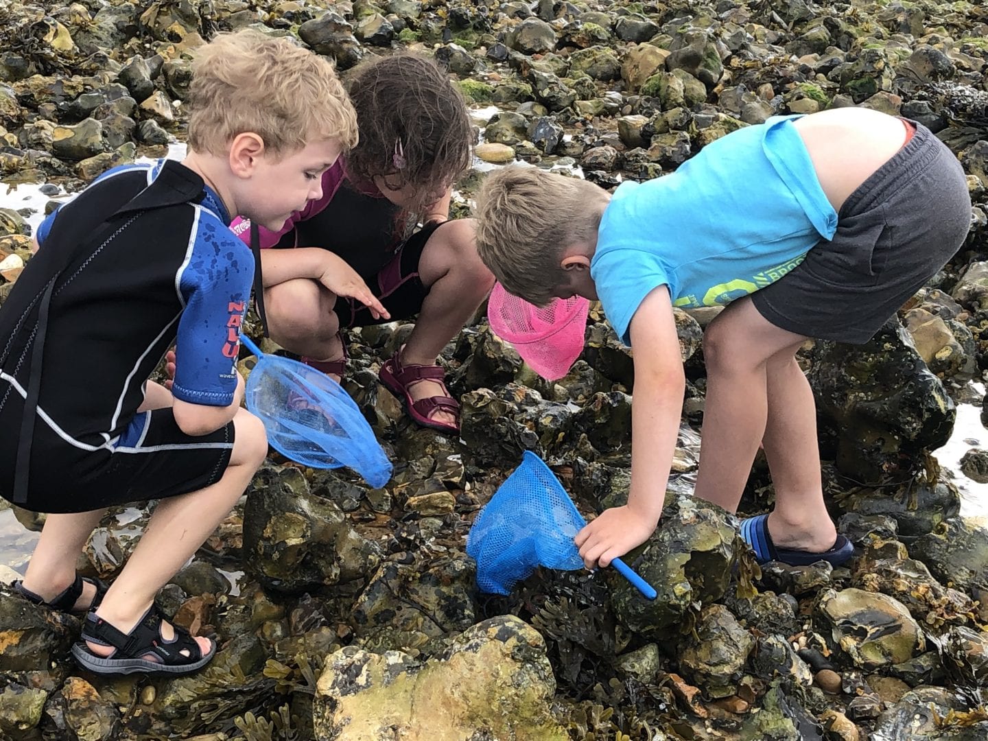 3 young children looking in rockpools carrying nets