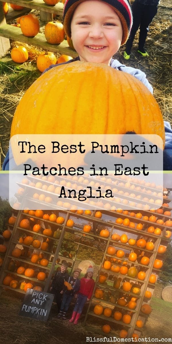 Pumpkin patches in East Anglia pin
