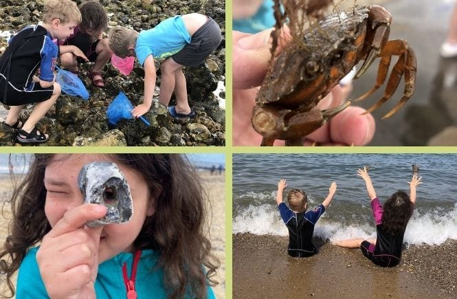 4 pictures- 3 young children investigating rock pools, a crab, a young girl looking through a hole in a stone and 2 children playing in the waves.